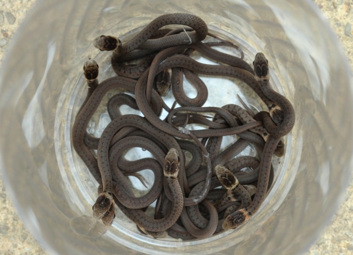 DeKay's Brown Snake